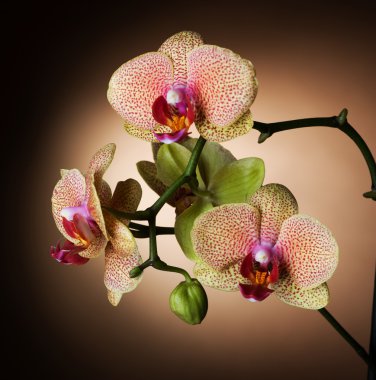 Beautiful Orchid clipart