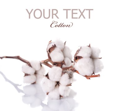 Cotton Plant Over White clipart