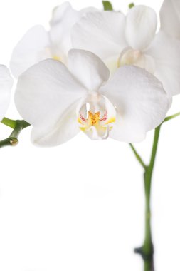 Beautiful White Orchid clipart