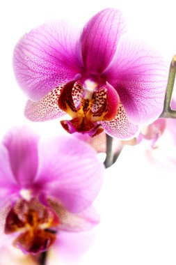 Beautiful Pink Orchid clipart