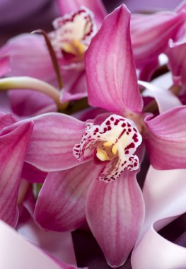 Orchids clipart