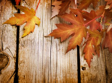 Autumn Leaves over wooden background.With copy space clipart