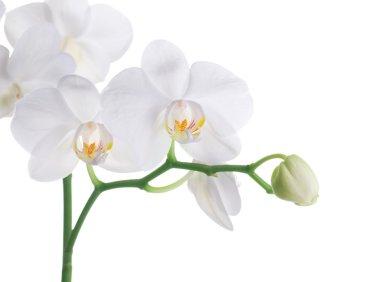 Beautiful White Orchid clipart