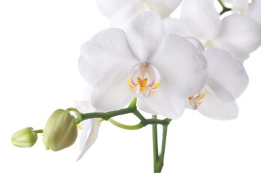 Beautiful White Orchid Closeup clipart