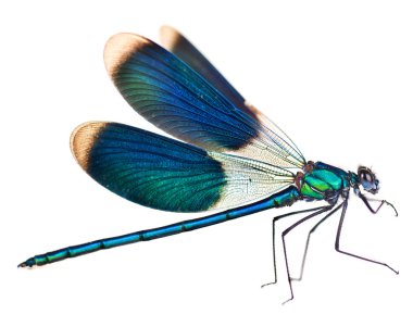 Dragonfly Isolated On White clipart