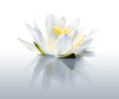 Waterlily clipart