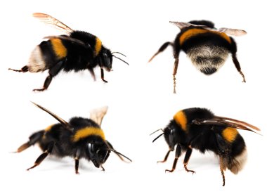 Bumblebees Collection clipart