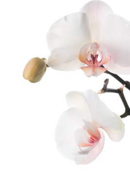 Beautiful Orchid clipart