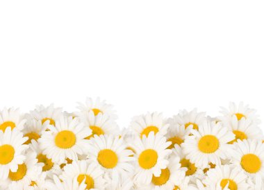 Daisy Border clipart