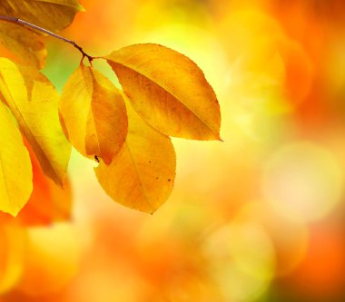 Autumn Abstract Background clipart