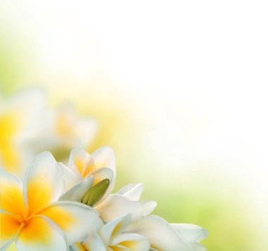 Frangipani spa çiçek sınır. Plumeria