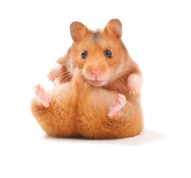 Funny Hamster clipart