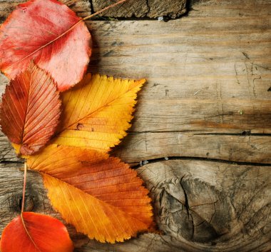 Autumn Leaves over wooden background. With copy space clipart