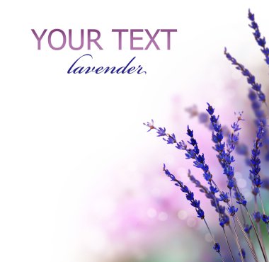 Lavender flowers border clipart