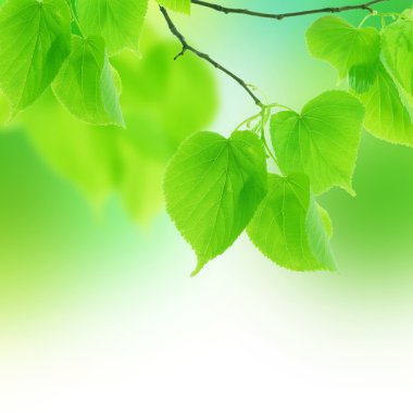 Fresh Spring Leaves clipart