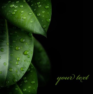 Fresh Leaves Isolated On Black clipart