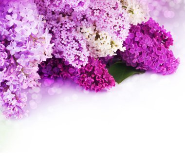 Spring Lilac Border. Isolated On White clipart