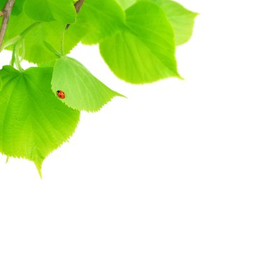 Little Ladybird On Fresh Leaves clipart