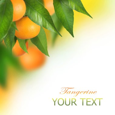 Ripe Tangerines growing. Border design clipart