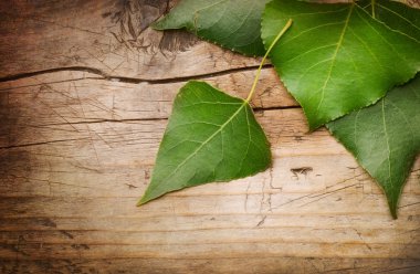 Green Leaves over Wood background clipart