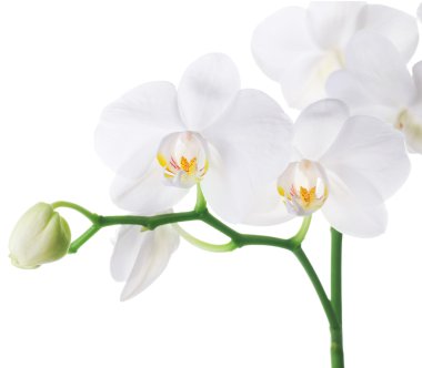 Orchid Over White clipart