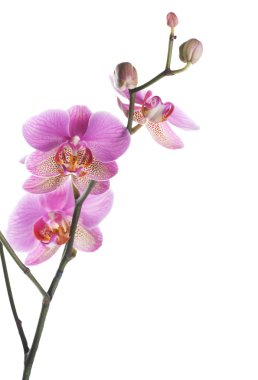 Orchid clipart