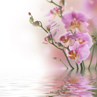 Beautiful Orchid With Reflection clipart