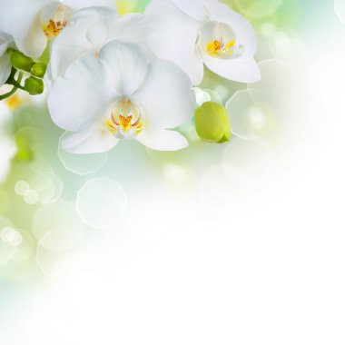 Beautiful White Orchids clipart