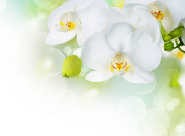 Orchid Flowers clipart