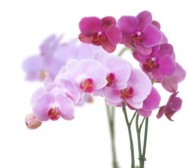 Orchids clipart