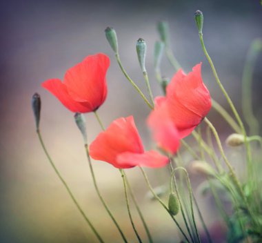 Poppies. Shallow DOF clipart