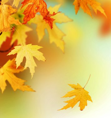 Autumn clipart