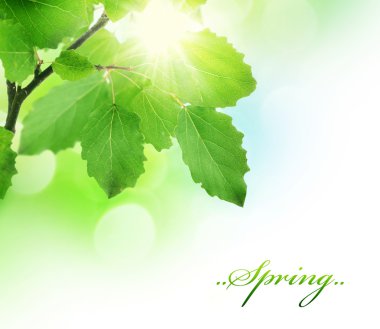 Spring Green Fresh Leaves Border clipart