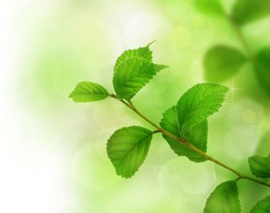 Spring Green Leaves clipart