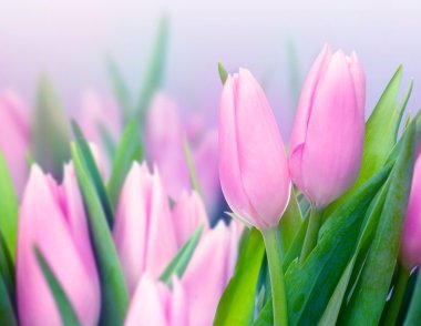 Spring Tulips clipart