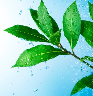 Beautiful Fresh Leaves with Water drops clipart