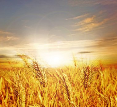 Wheat Field clipart