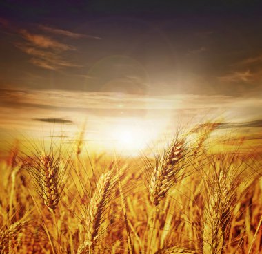 Beautiful Wheat. Sunset