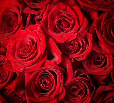 Red Roses background. Selective focus clipart
