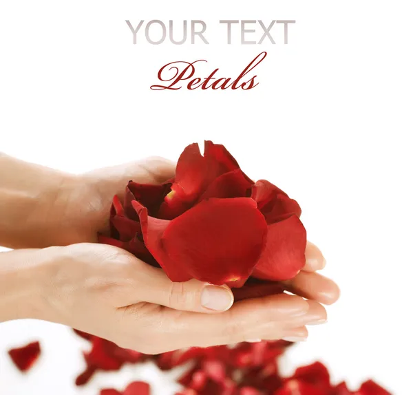 红色的玫瑰花瓣撒满美丽的女人的手 — 图库照片