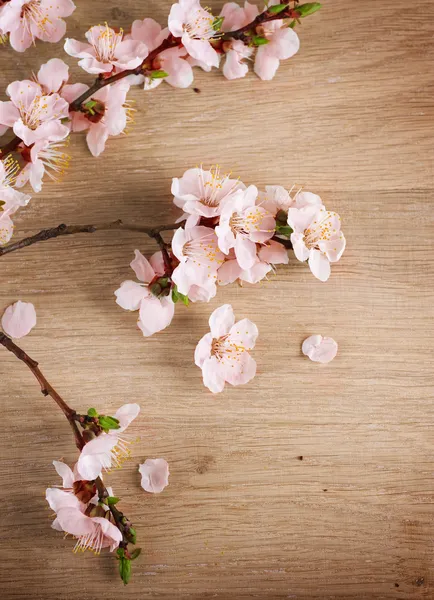 Våren blomma över trä bakgrund — Stockfoto