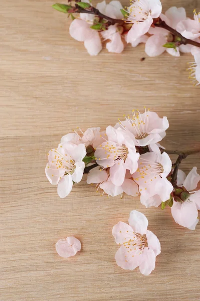 木製の背景上の春の花 — ストック写真