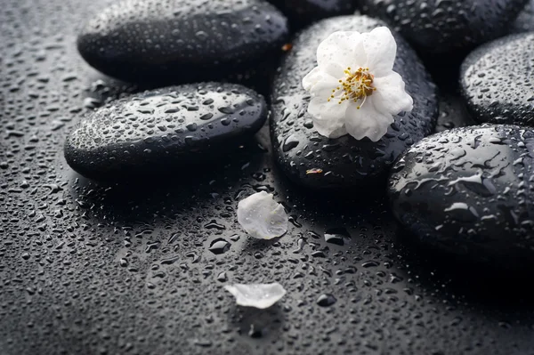 Piedras de spa Zen húmedas — Foto de Stock