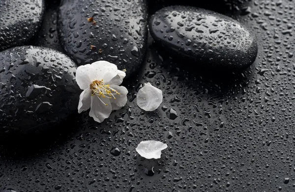 湿的禅 spa 石头和春天的花朵 — 图库照片
