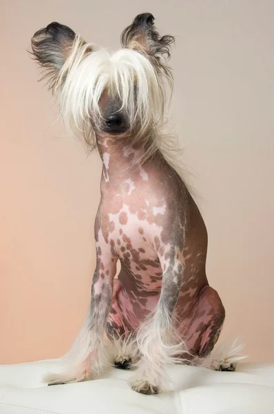 stock image Chinese Crested Dog