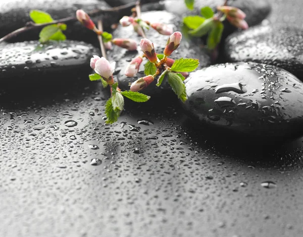 Piedras de spa Zen húmedo y flor de primavera —  Fotos de Stock