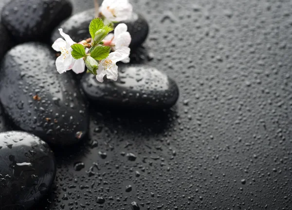 Nasse Zen-Wellness-Steine mit Frühlingsblüte. Selektiver Fokus — Stockfoto