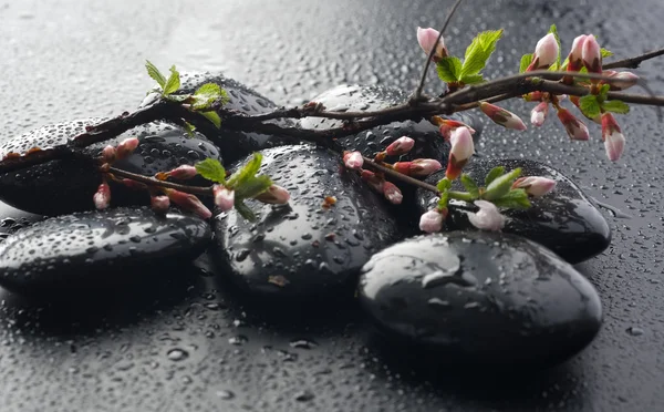 Wet Zen Spa Stones And Spring Blossom — Stock Photo, Image