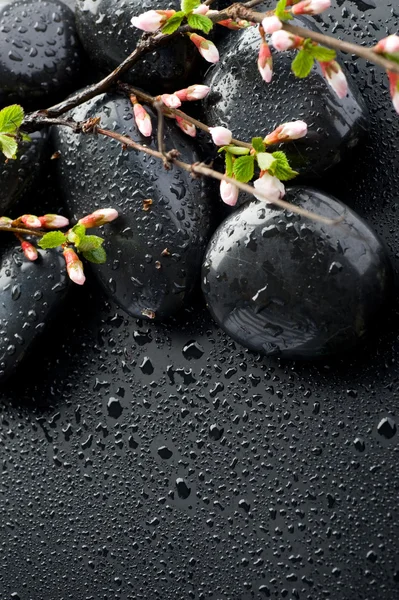 Zen spa stenar och våren blossom — Stockfoto