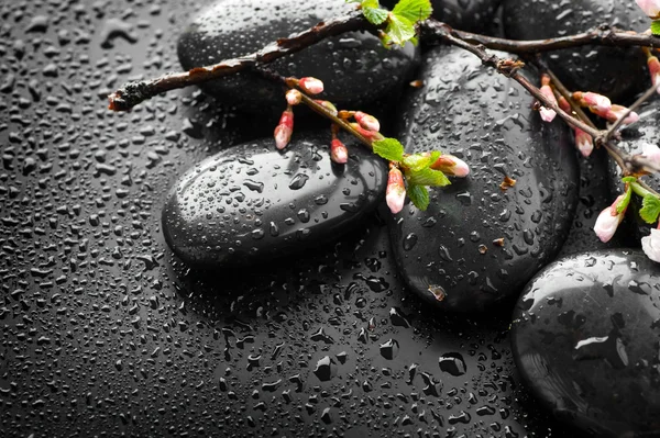 Pedras de Spa Zen molhadas e flor de primavera — Fotografia de Stock